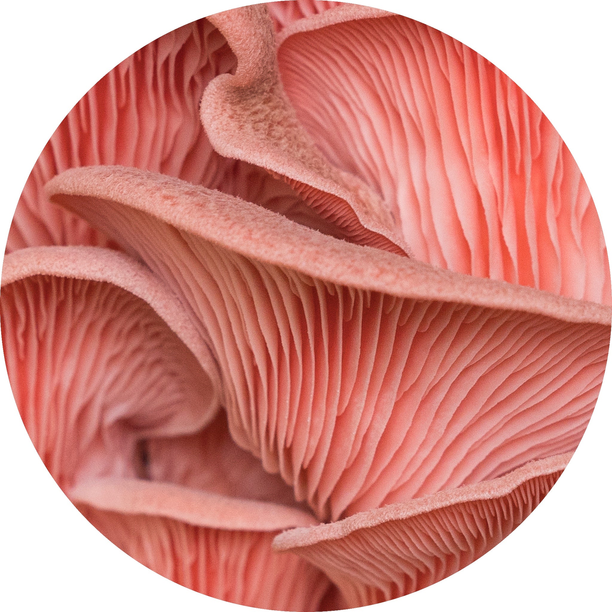 pink oyster mushroom